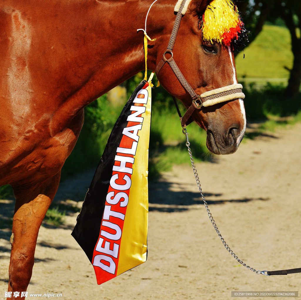 骏马良驹小马图片