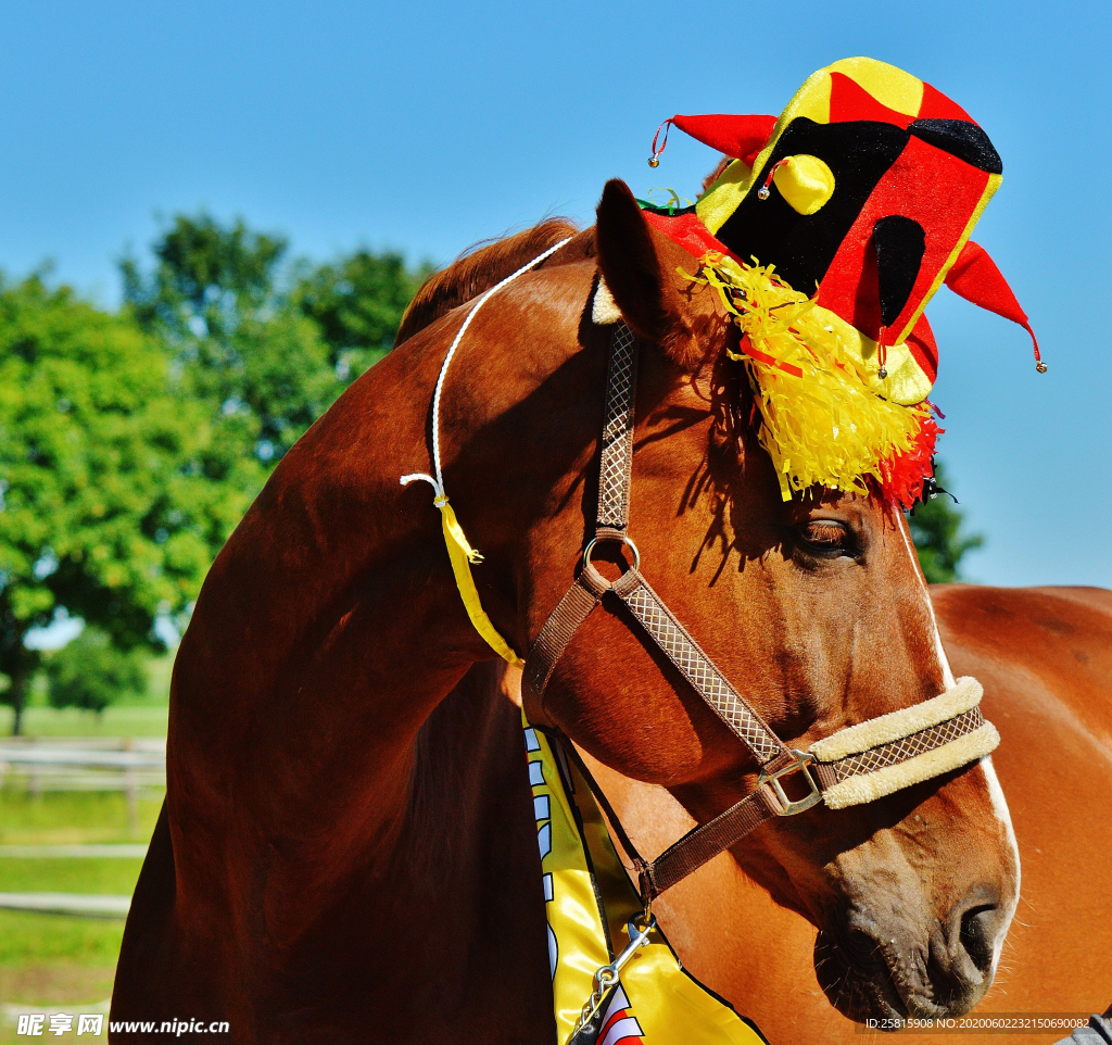 骏马良驹小马图片