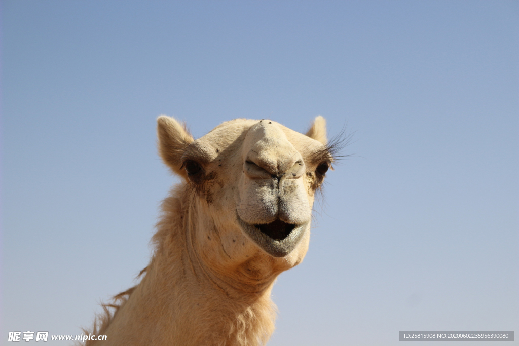 骆驼头部特写图片