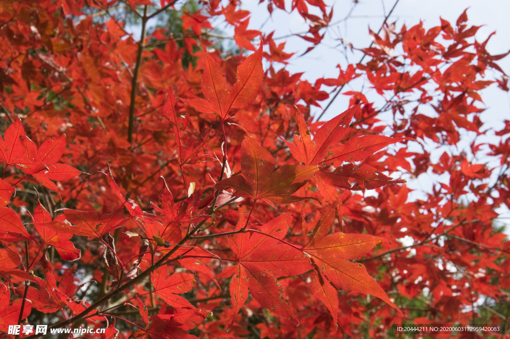 红叶高清摄影