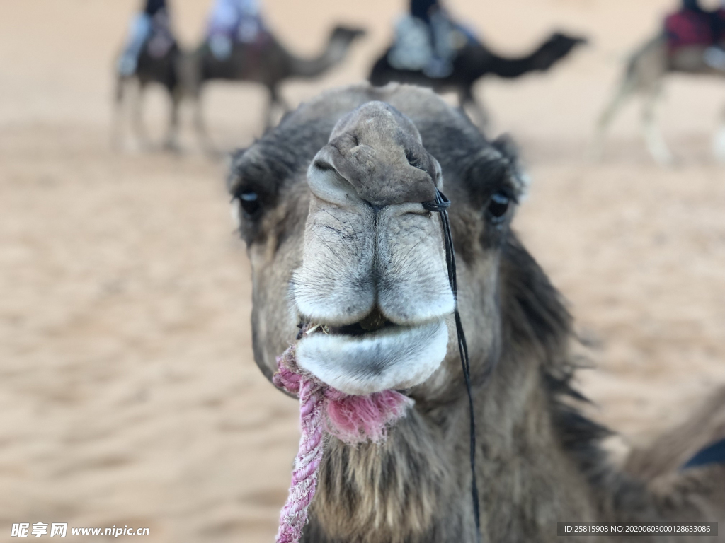 骆驼头部特写图片