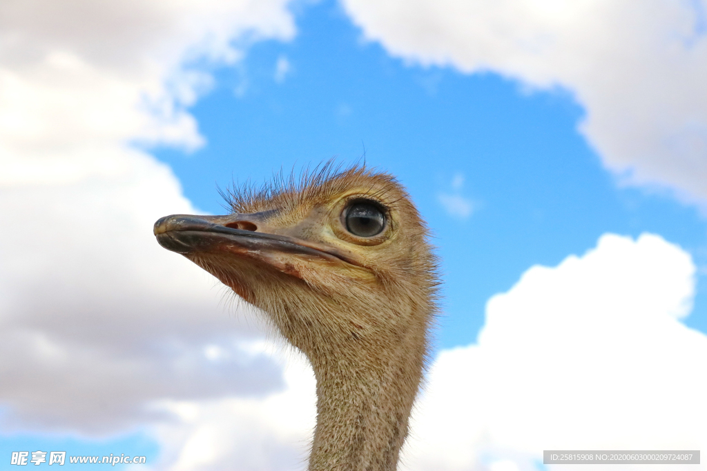 鸵鸟头部特写图片
