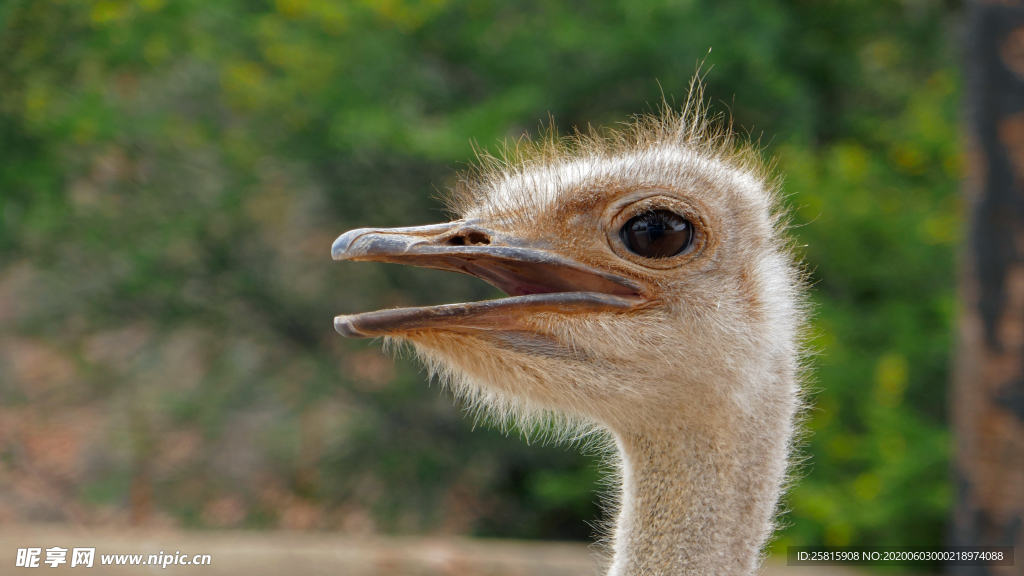 鸵鸟头部特写图片