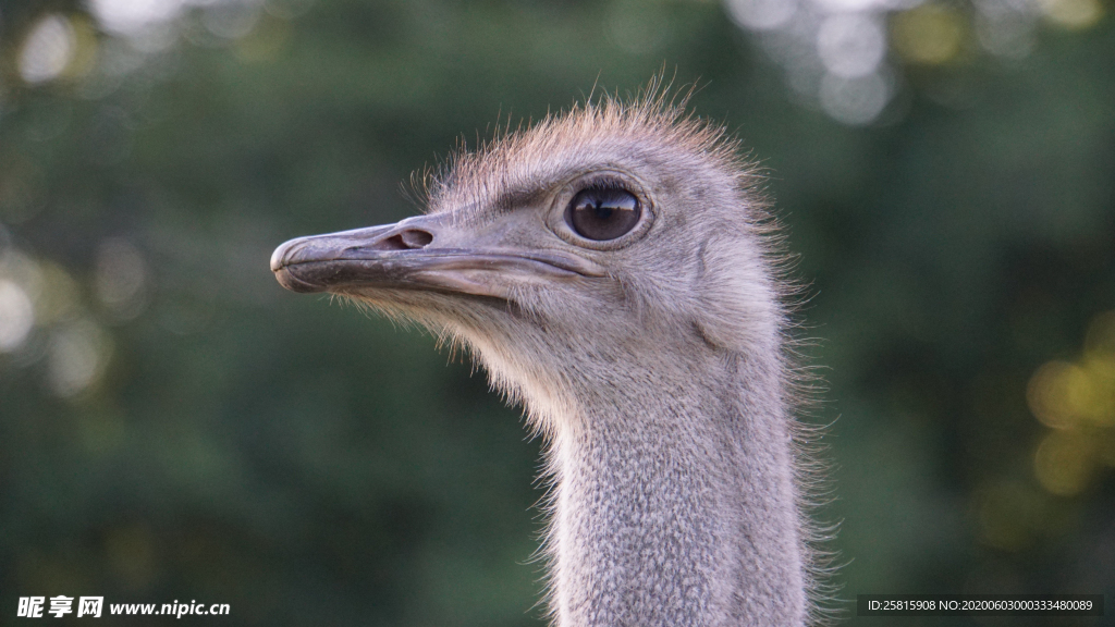 鸵鸟头部特写图片