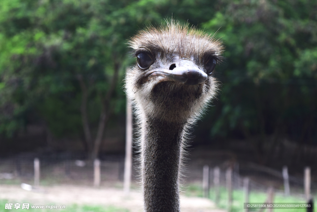鸵鸟头部特写图片