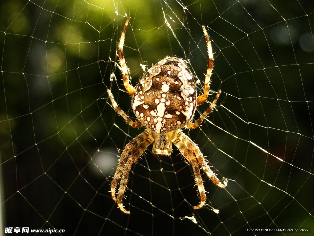 蜘蛛网蜘蛛图片