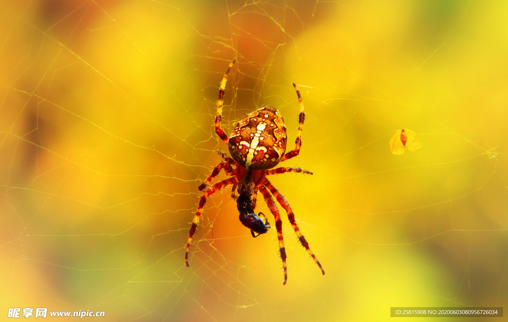 蜘蛛网蜘蛛图片