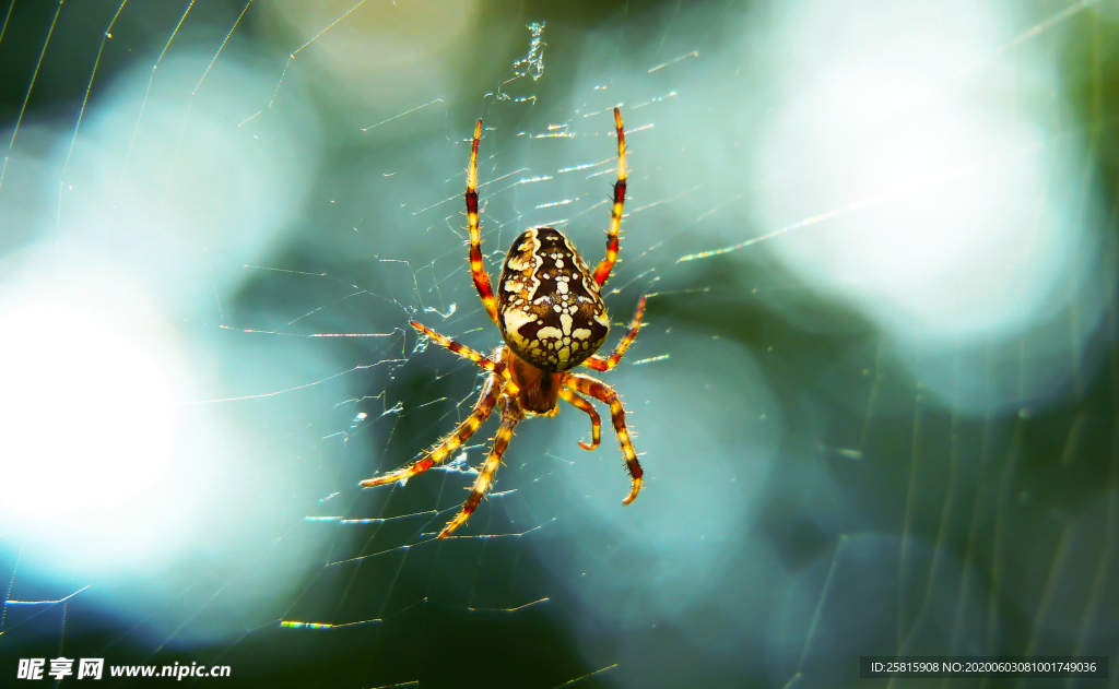 蜘蛛网蜘蛛图片