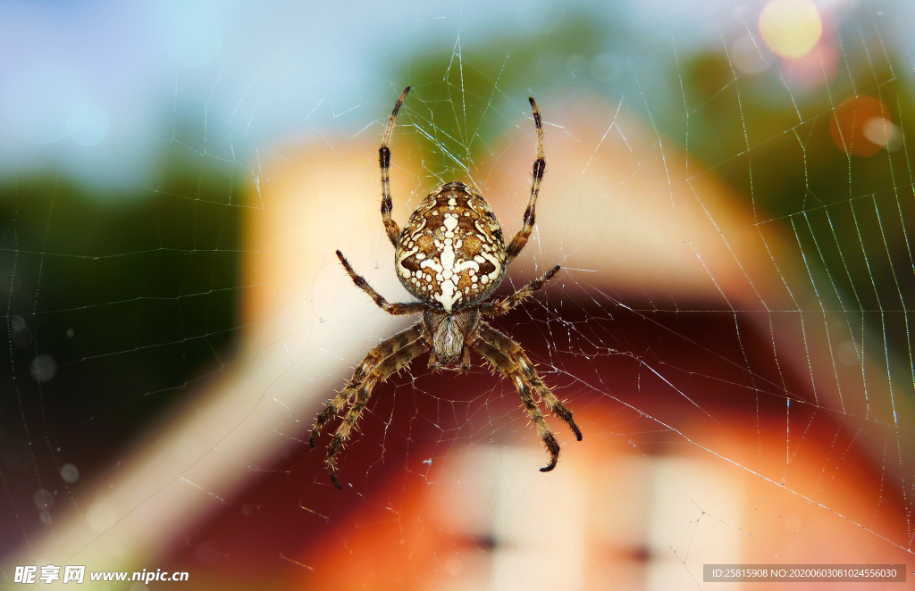蜘蛛网蜘蛛图片