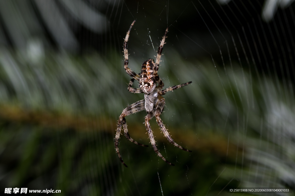 蜘蛛网蜘蛛图片