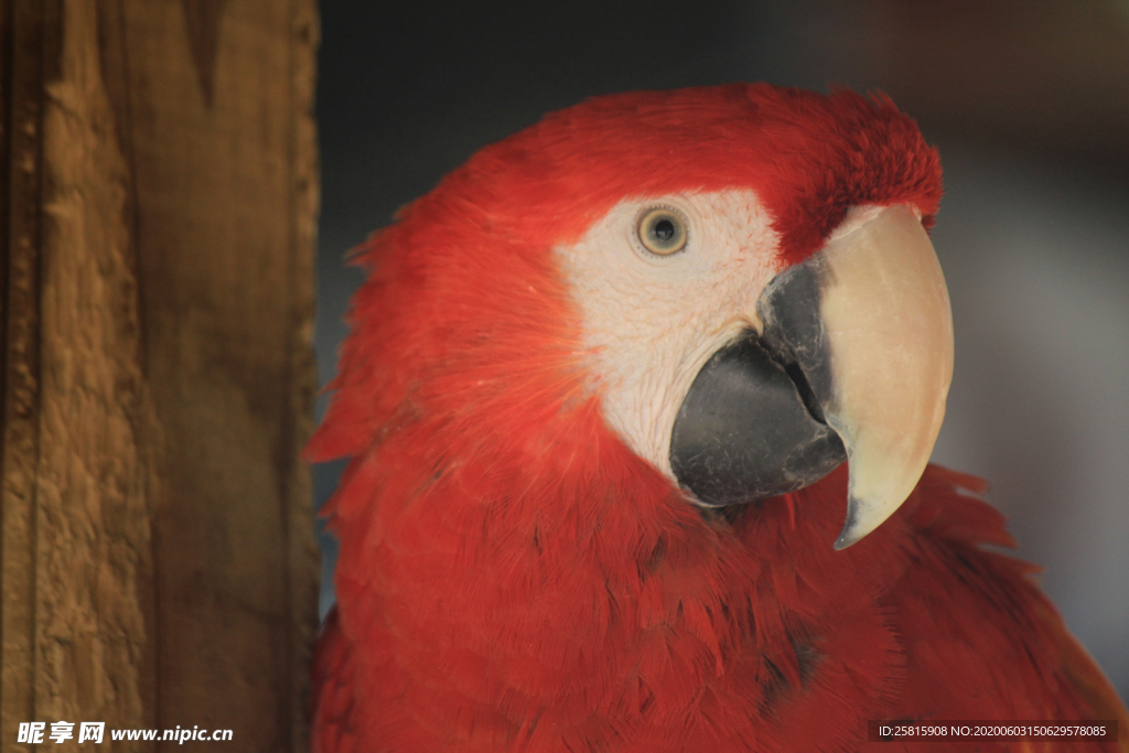 鹦鹉空山鸟语图片
