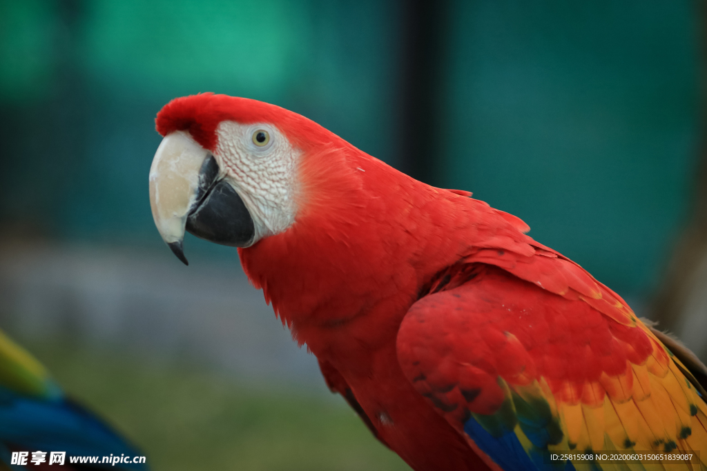 鹦鹉空山鸟语图片