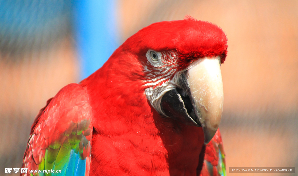 鹦鹉空山鸟语图片