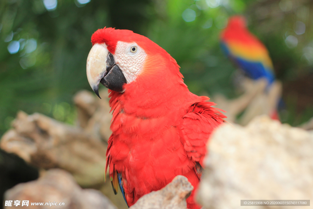 鹦鹉空山鸟语图片