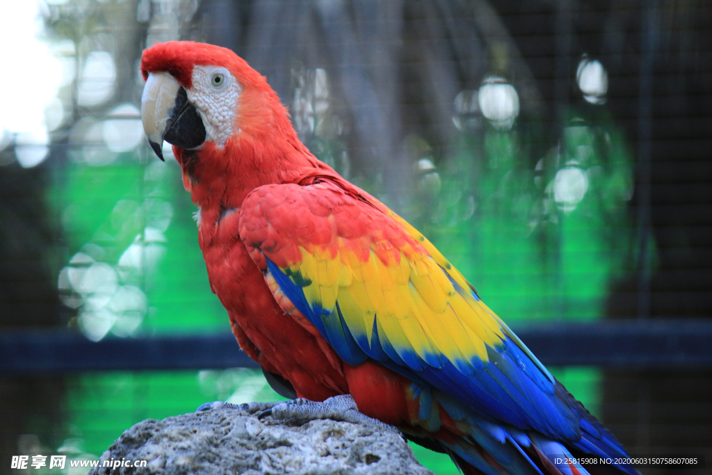 鹦鹉空山鸟语图片