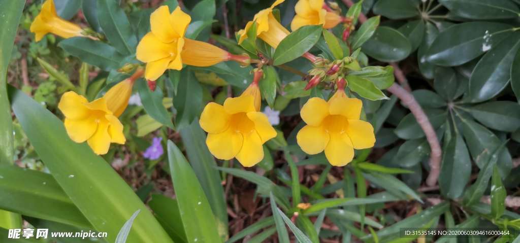 路边不知名的小野花