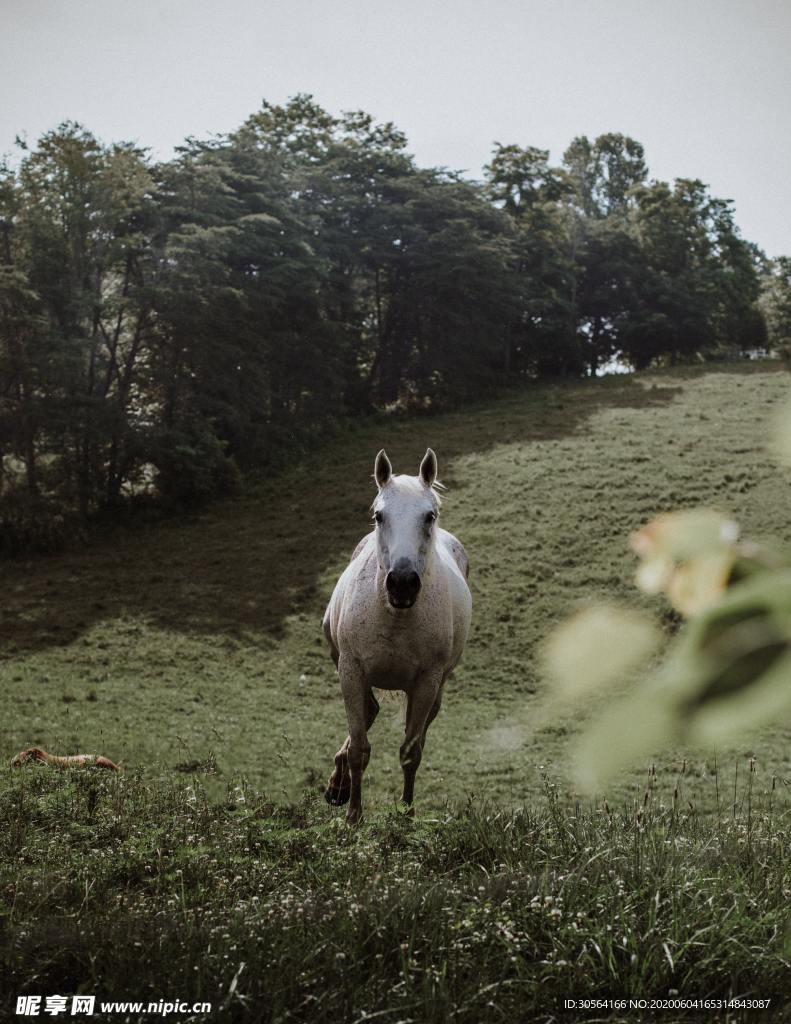 骏马跑车生物草坪背景素材