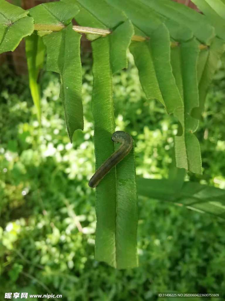 叶子上的小胖子