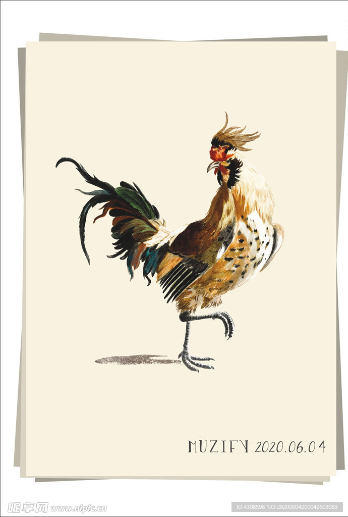 公鸡 彩色图稿