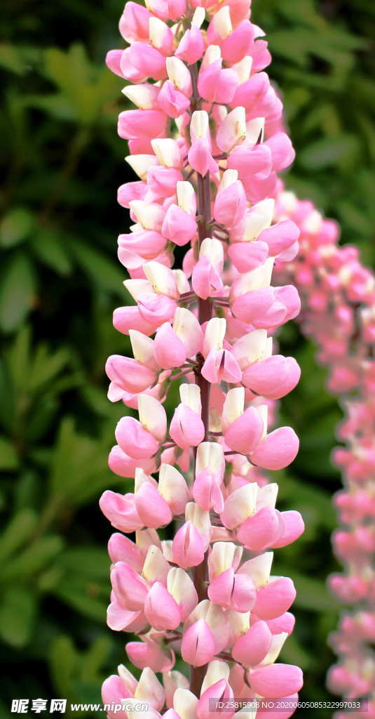 羽扇豆鲁冰花唯美图片