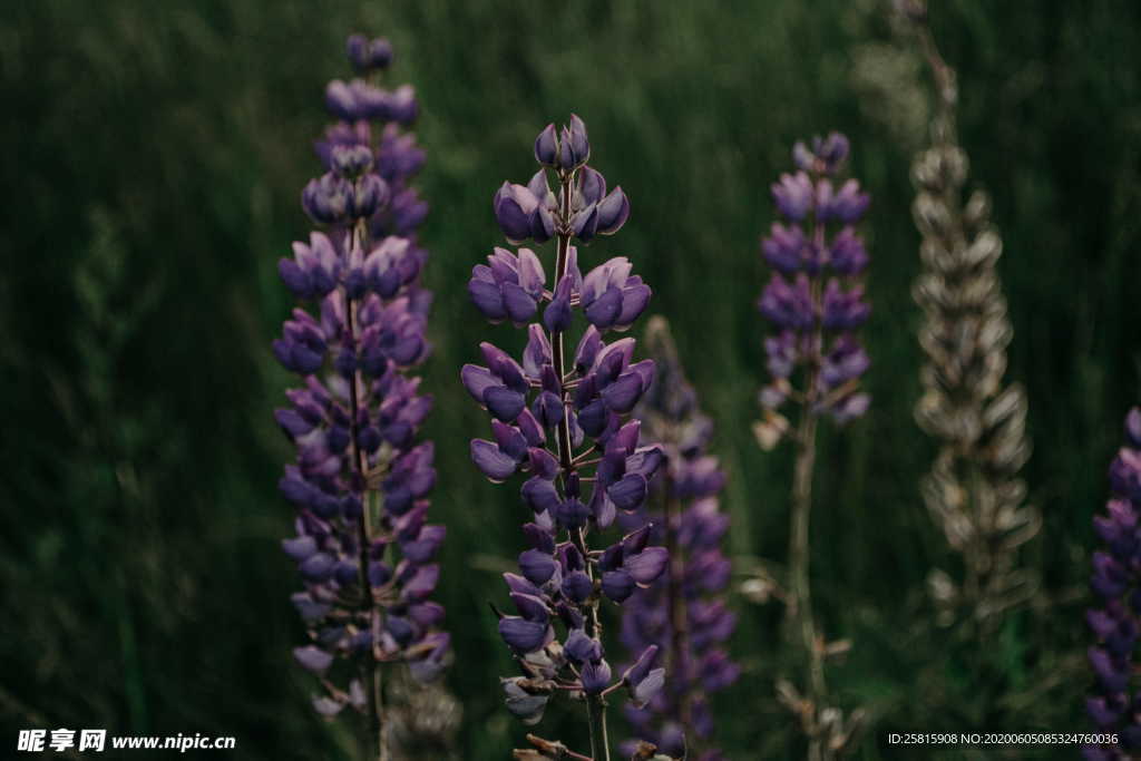 羽扇豆鲁冰花唯美图片