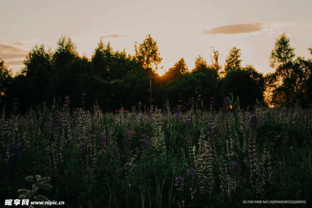 羽扇豆鲁冰花唯美图片