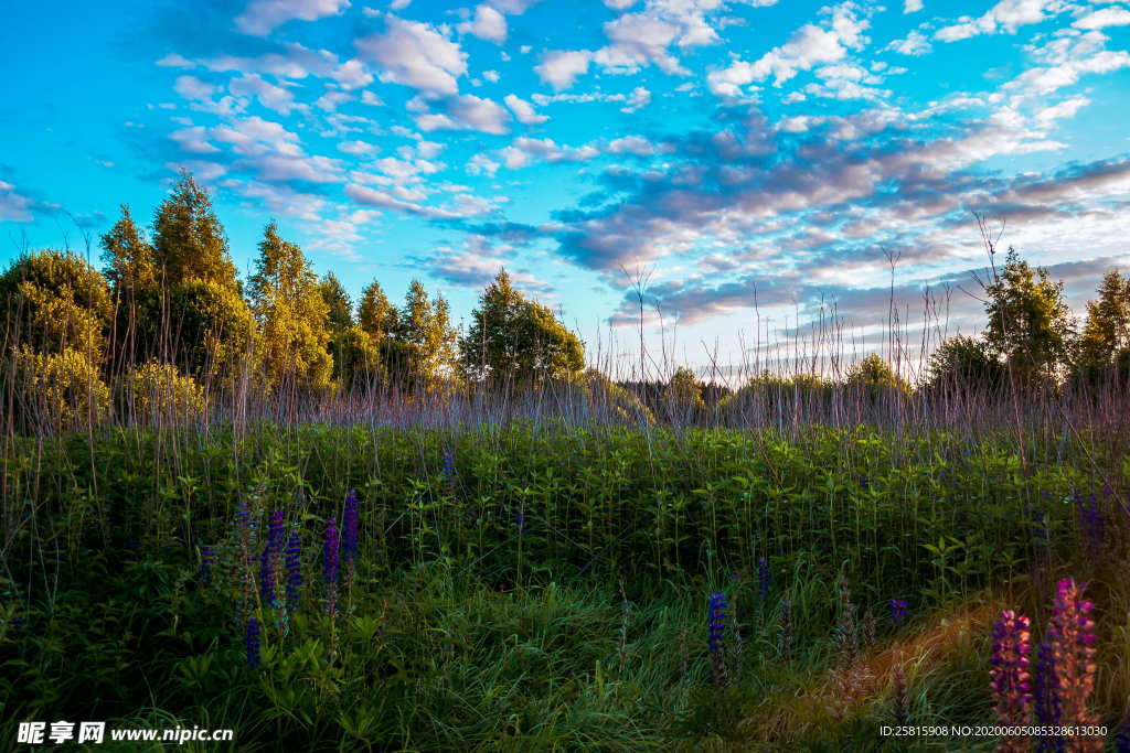 羽扇豆鲁冰花唯美图片