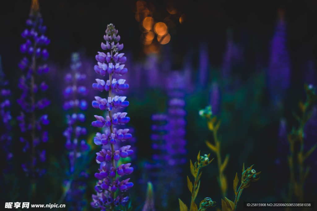 羽扇豆鲁冰花唯美图片