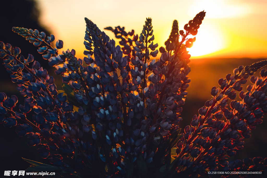 羽扇豆鲁冰花唯美图片