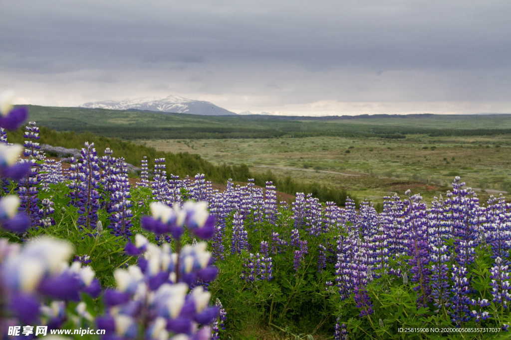 羽扇豆鲁冰花唯美图片