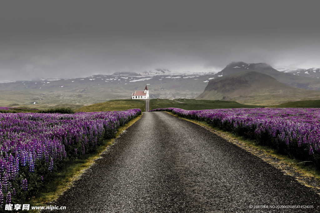 羽扇豆鲁冰花唯美图片