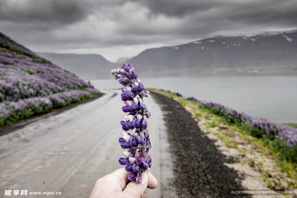 羽扇豆鲁冰花唯美图片