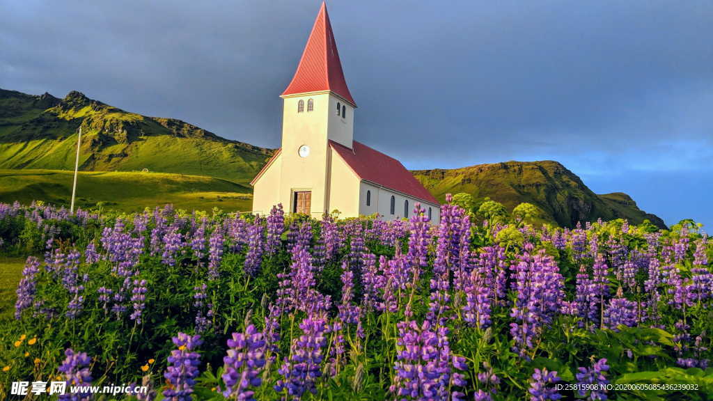 羽扇豆鲁冰花唯美图片