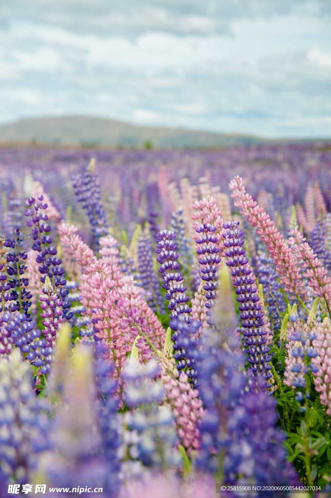羽扇豆鲁冰花唯美图片