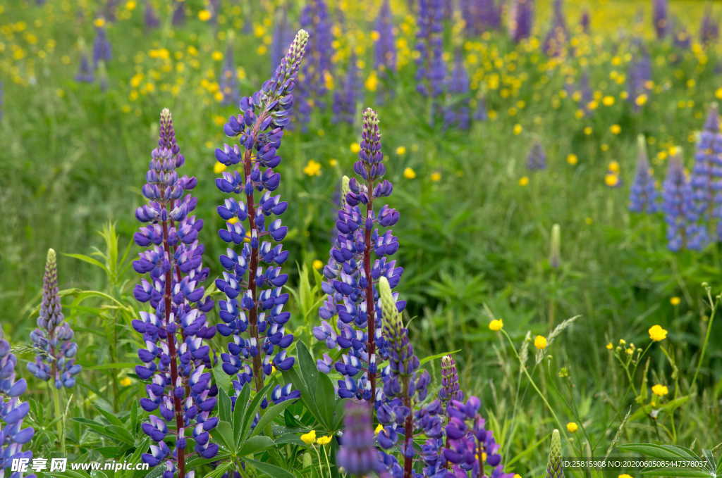 羽扇豆鲁冰花唯美图片