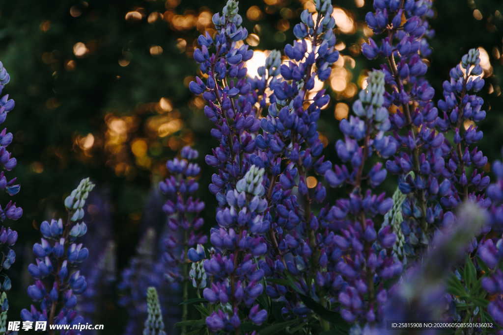 羽扇豆鲁冰花唯美图片