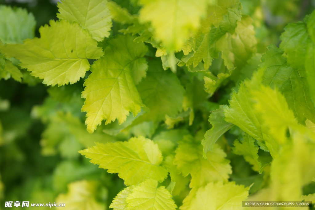 树叶叶子叶片图片