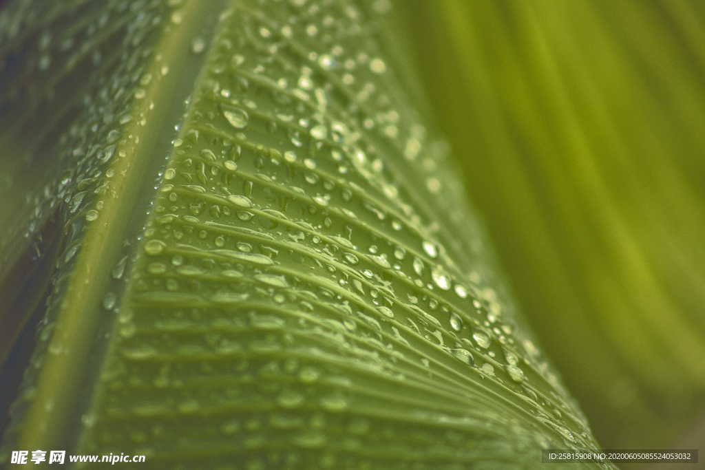 树叶叶子叶片图片