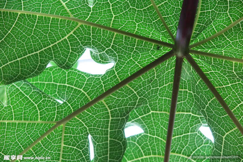 树叶叶子叶片图片