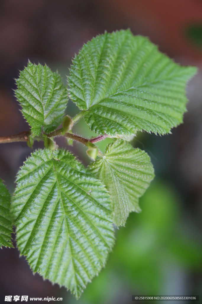 树叶叶子叶片图片