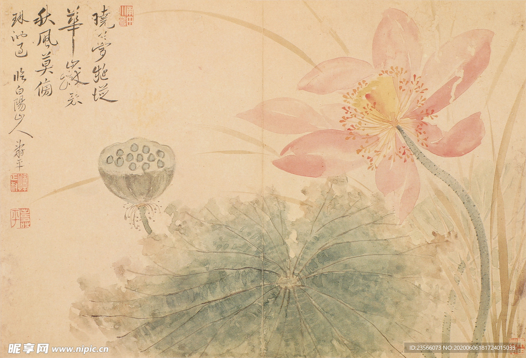 清代恽寿平花草绘画