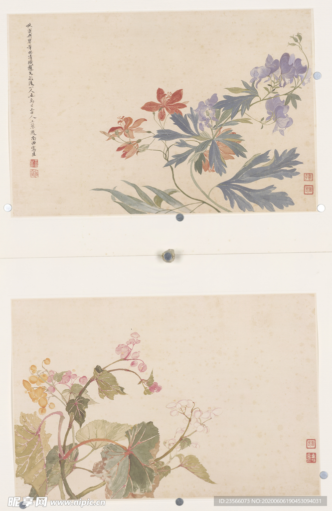 清代恽寿平花草绘画