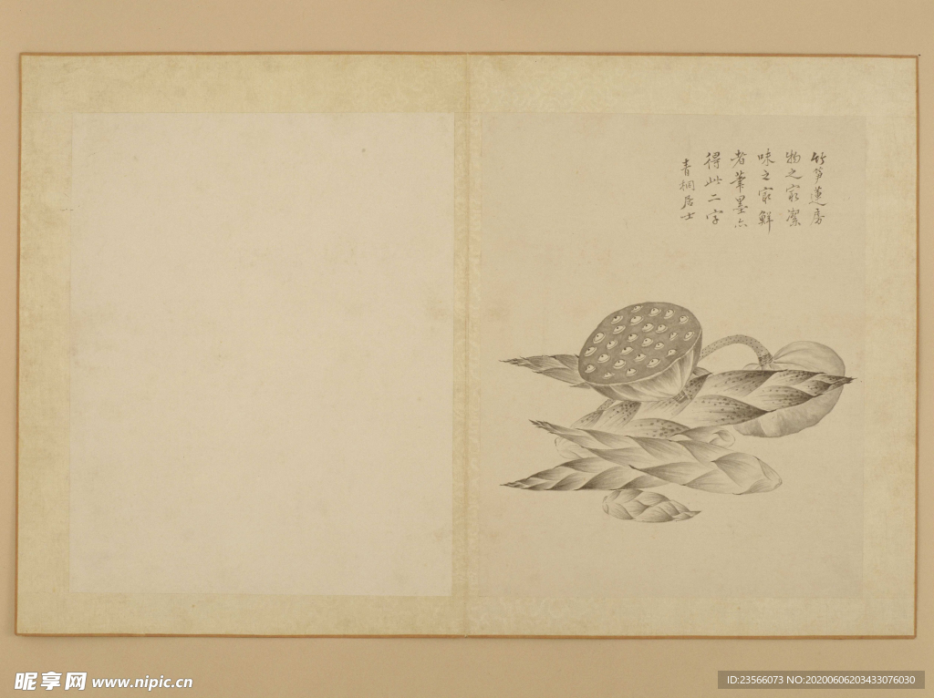 临蒋廷锡花卉花草绘画