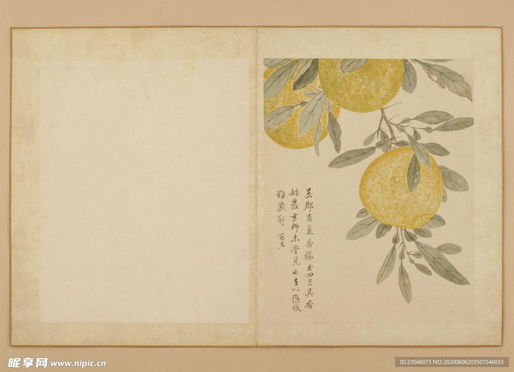 临蒋廷锡花卉花草绘画