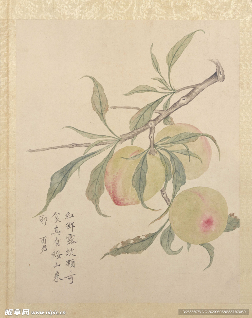 临蒋廷锡花卉花草绘画