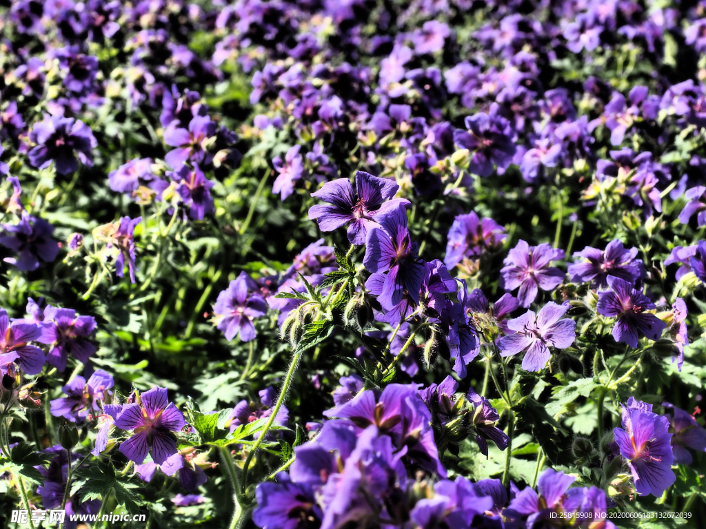 天竺葵唯美图片