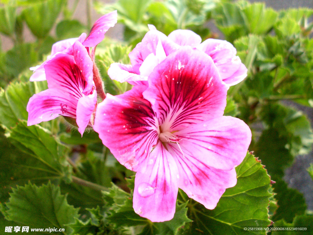 天竺葵唯美图片