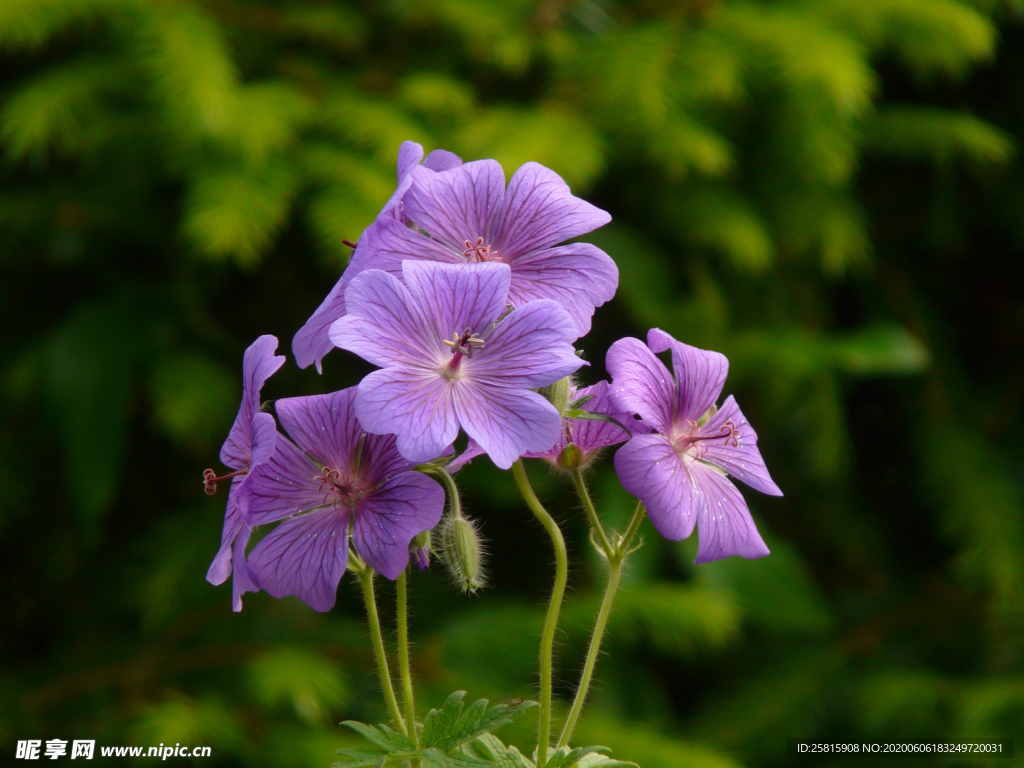 天竺葵唯美图片