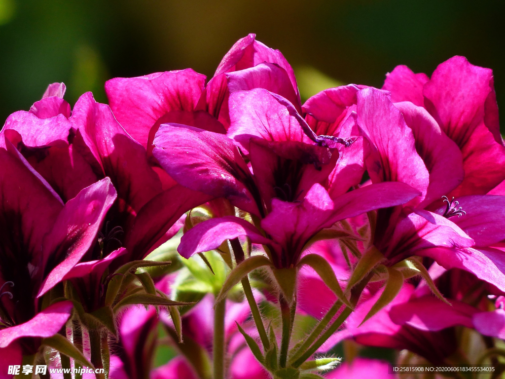 天竺葵唯美图片