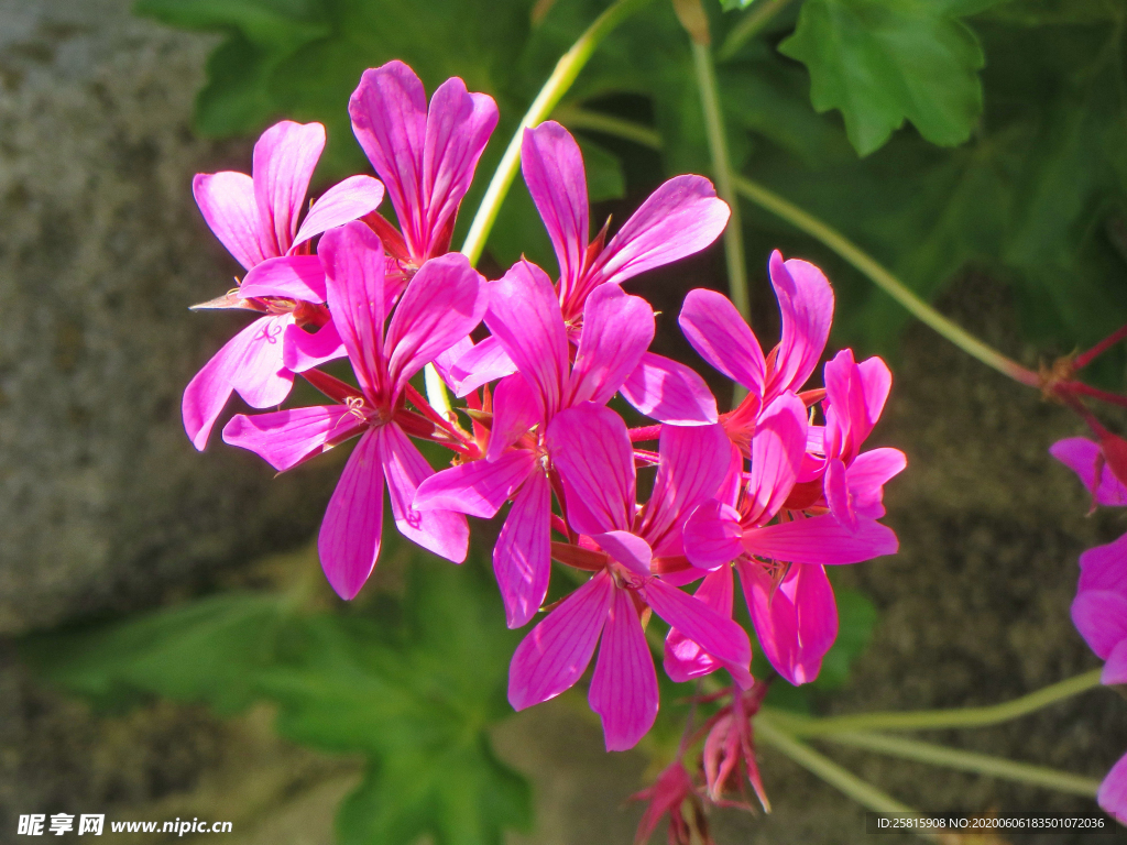 天竺葵唯美图片